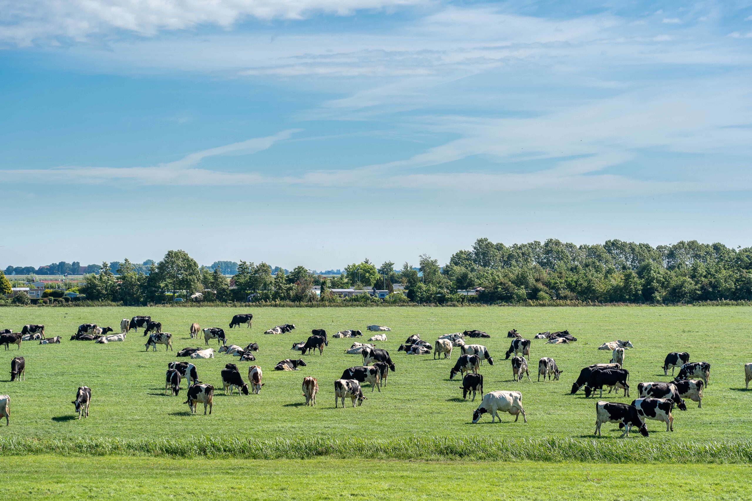 Herd of cattle grazing in a fresh meadow under a blue sky with clouds A herd of cattle grazing in a fresh meadow under a blue sky with clouds