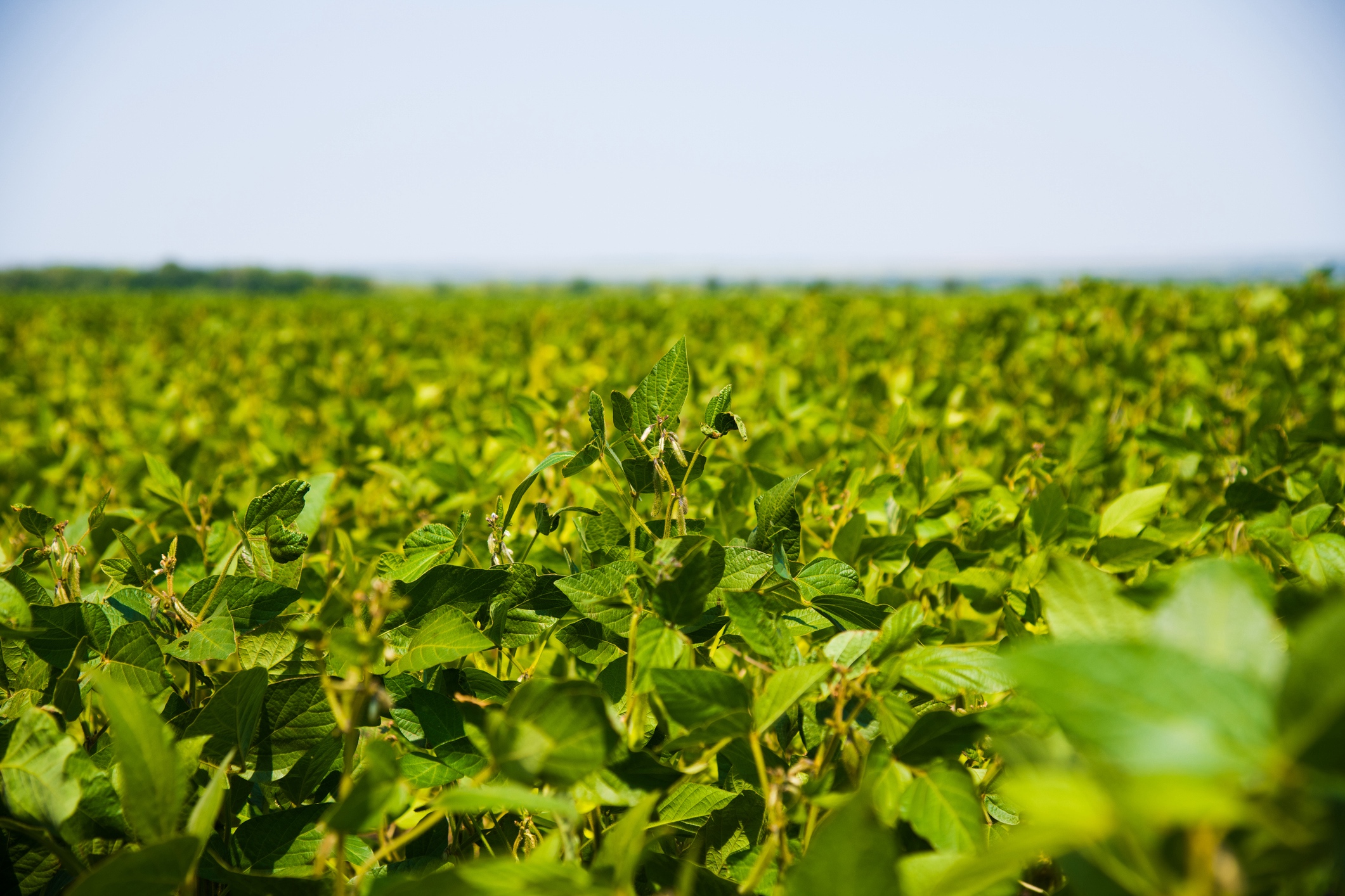 Chickpea crop field Green pod chickpea are growing on the field